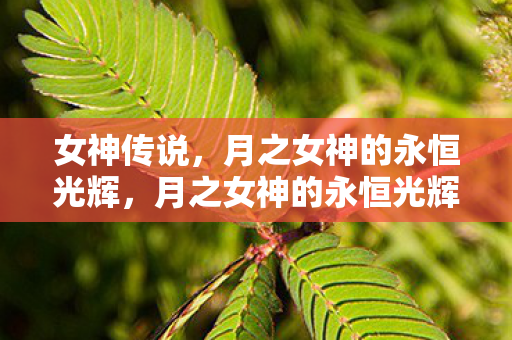 月之女神的永恒光辉图片