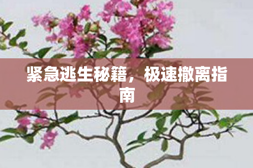 紧急逃生秘籍图片
