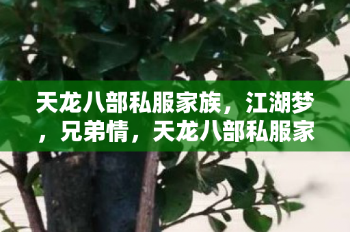 天龙八部私服家族,江湖梦,兄弟情,天龙八部私服家族,江湖梦,兄弟情 天龙八部私服家族,江湖梦,兄弟情,天龙八部私服家族,江湖梦,兄弟情