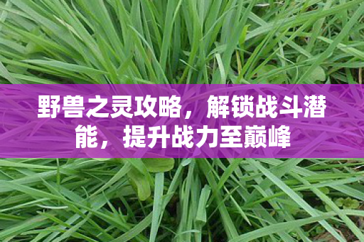 提升战力至巅峰图片