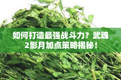 武魂2影月加点策略揭秘图片