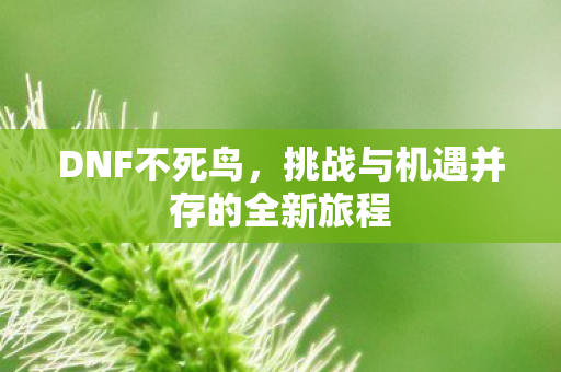 DNF不死鸟,挑战与机遇并存的全新旅程 DNF不死鸟,挑战与机遇并存的全新旅程