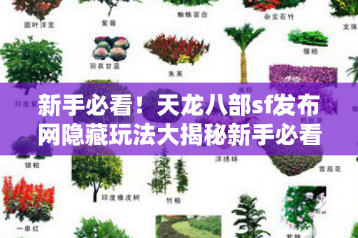 天龙八部sf发布网隐藏玩法大揭秘新手必看图片