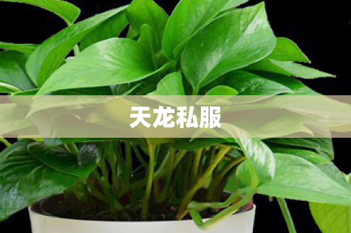 天龙私服图片
