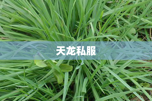 天龙私服图片