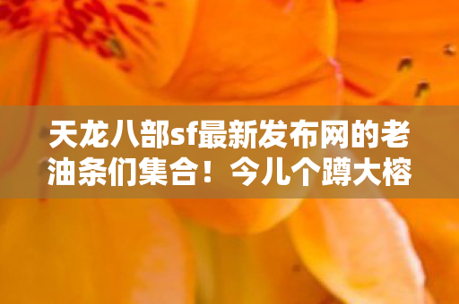 天龙八部sf最新发布网的老油条们集合图片