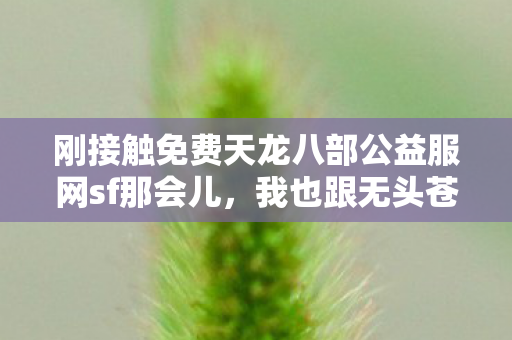 刚接触免费天龙八部公益服网sf那会儿图片
