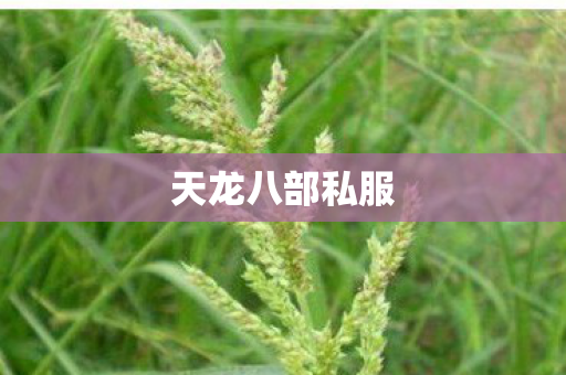天龙八部私服图片