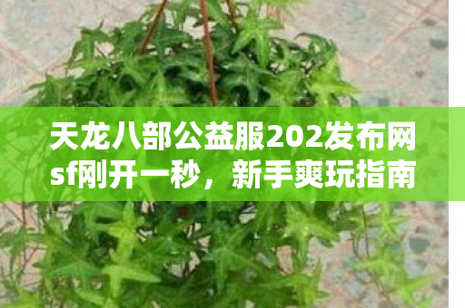 天龙八部公益服202发布网sf刚开一秒图片