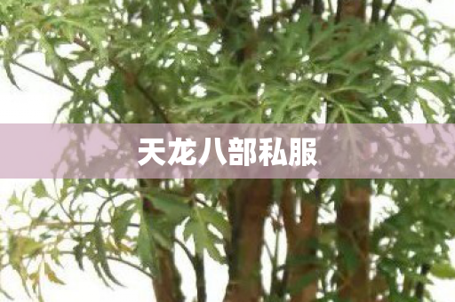 天龙八部私服 天龙八部私服