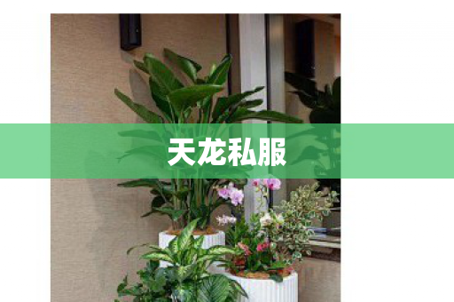 天龙私服图片