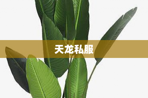 天龙私服图片