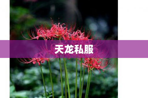 天龙私服图片