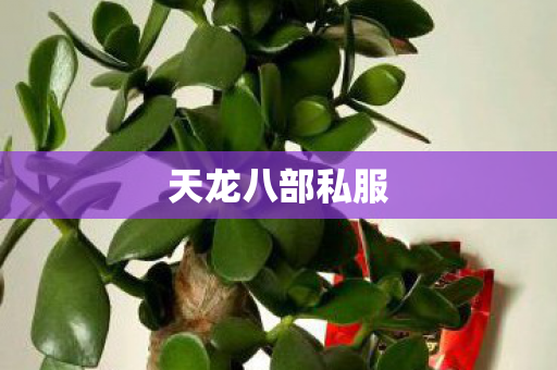 天龙八部私服图片