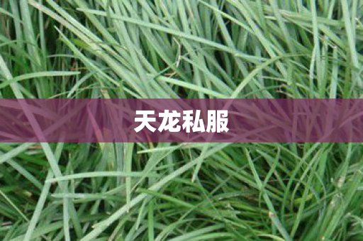 天龙私服图片