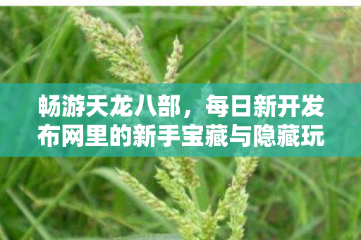 每日新开发布网里的新手宝藏与隐藏玩法大揭秘天龙八部私服图片