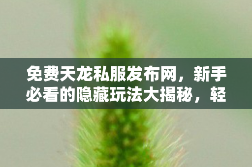 新手必看的隐藏玩法大揭秘图片