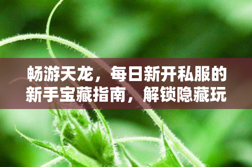 每日新开私服的新手宝藏指南图片
