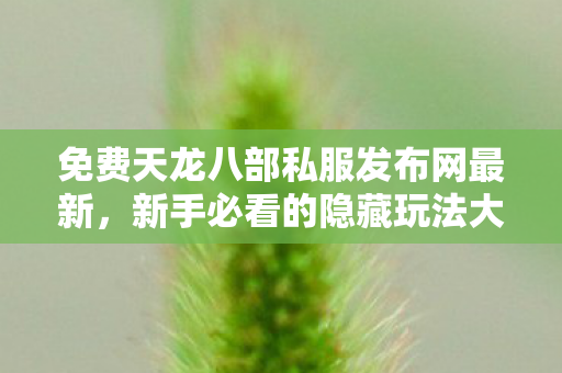 新手必看的隐藏玩法大揭秘天龙私服图片