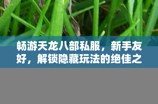 畅游天龙八部私服，新手友好，解锁隐藏玩法的绝佳之地——每日新开天龙八部私服发布站天龙八部私服
