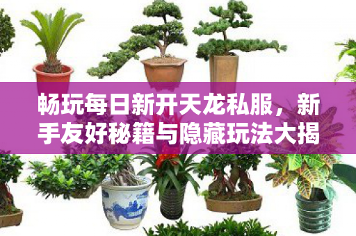 新手友好秘籍与隐藏玩法大揭秘天龙私服图片