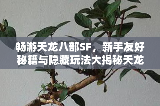 新手友好秘籍与隐藏玩法大揭秘天龙私服图片