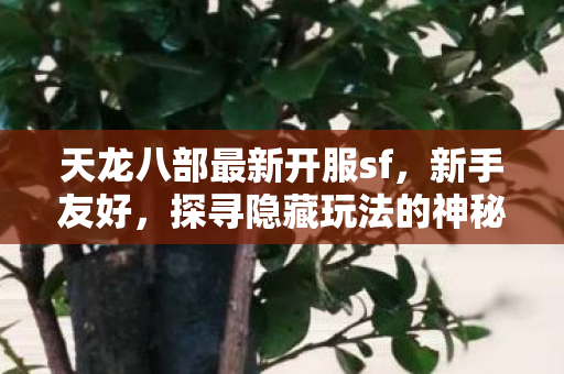 探寻隐藏玩法的神秘世界天龙私服图片