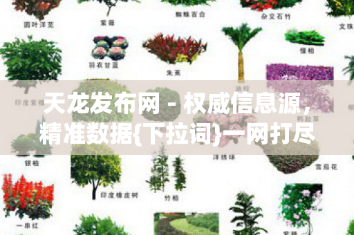 天龙发布网图片