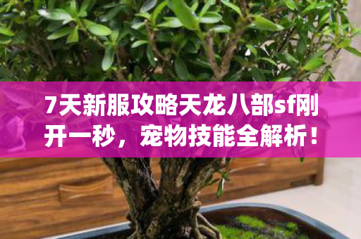 7天新服攻略天龙八部sf刚开一秒图片