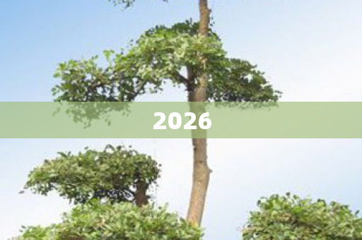 2026图片
