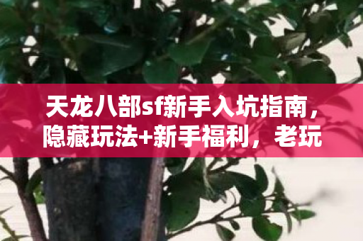 天龙八部sf新手入坑指南图片