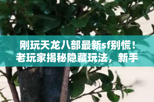 刚玩天龙八部最新sf别慌图片