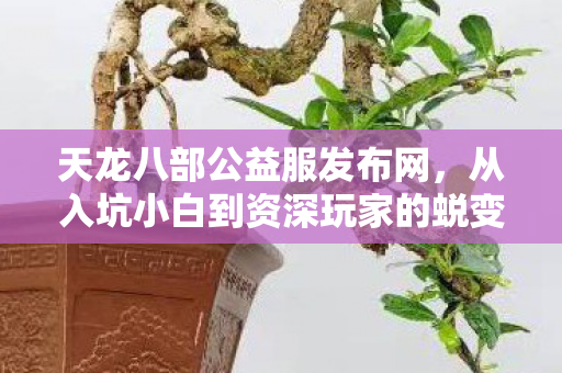 从入坑小白到资深玩家的蜕变之路天龙八部私服图片
