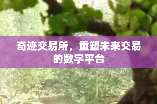 重塑未来交易的数字平台图片