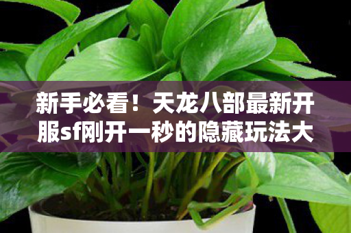 天龙八部最新开服sf刚开一秒的隐藏玩法大揭秘天龙八部私服图片