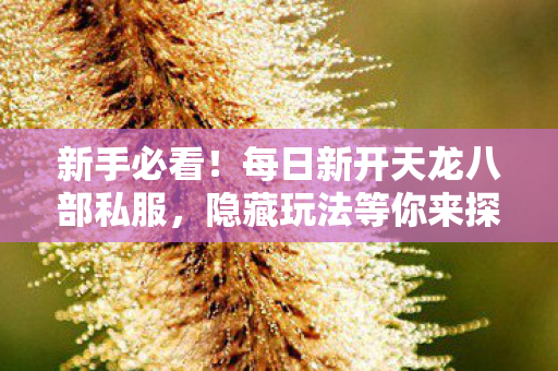 隐藏玩法等你来探天龙私服图片