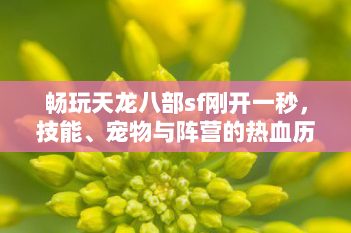宠物与阵营的热血历程天龙私服图片