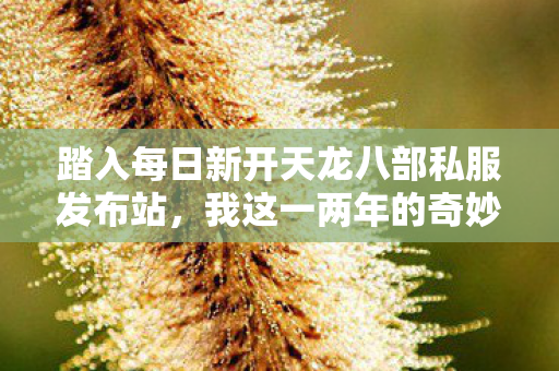 我这一两年的奇妙历程与实用门道大公开图片