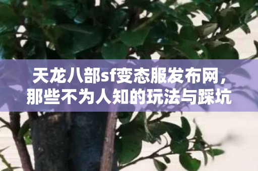 那些不为人知的玩法与踩坑血泪史大揭秘天龙私服图片