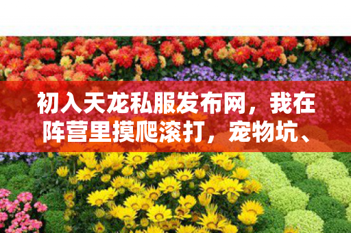 初入天龙私服发布网图片