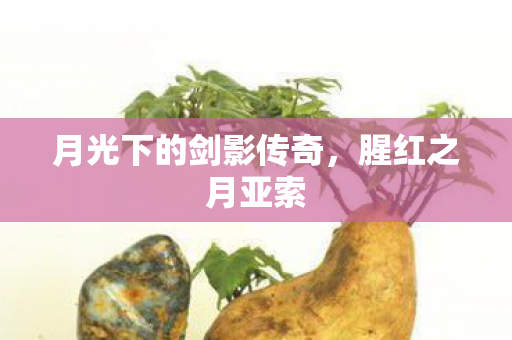 月光下的剑影传奇图片