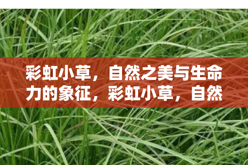 彩虹小草，自然之美与生命力的象征，彩虹小草，自然之美与生命力的象征