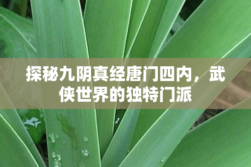 探秘九阴真经唐门四内图片