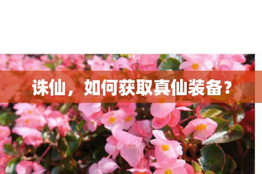 如何获取真仙装备图片