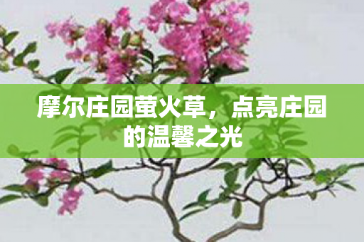 点亮庄园的温馨之光图片