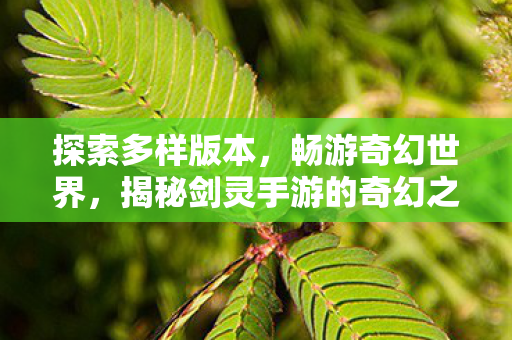 探索多样版本,畅游奇幻世界,揭秘剑灵手游的奇幻之旅 探索多样版本,畅游奇幻世界,揭秘剑灵手游的奇幻之旅