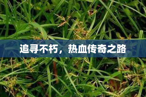热血传奇之路图片