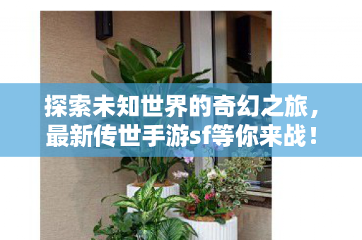 最新传世手游sf等你来战图片