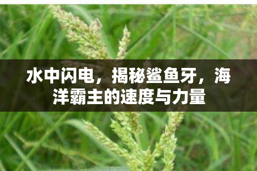 海洋霸主的速度与力量图片