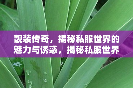 靓装传奇,揭秘私服世界的魅力与诱惑,揭秘私服世界,靓装传奇的魅力与诱惑 靓装传奇,揭秘私服世界的魅力与诱惑,揭秘私服世界,靓装传奇的魅力与诱惑
